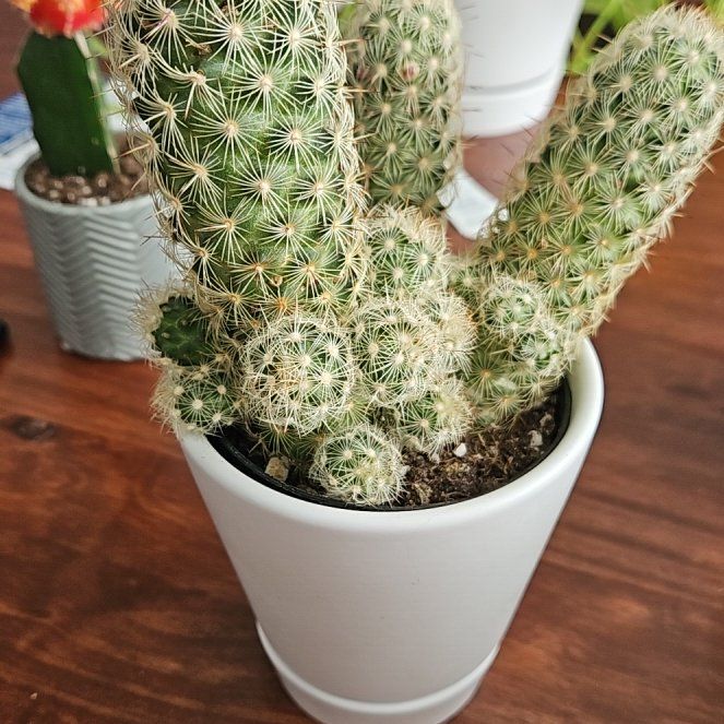 Photo of the plant species Lady Finger Cactus 'Pink Nymph' by @NobleCordmoss named Pickles on Greg, the plant care app