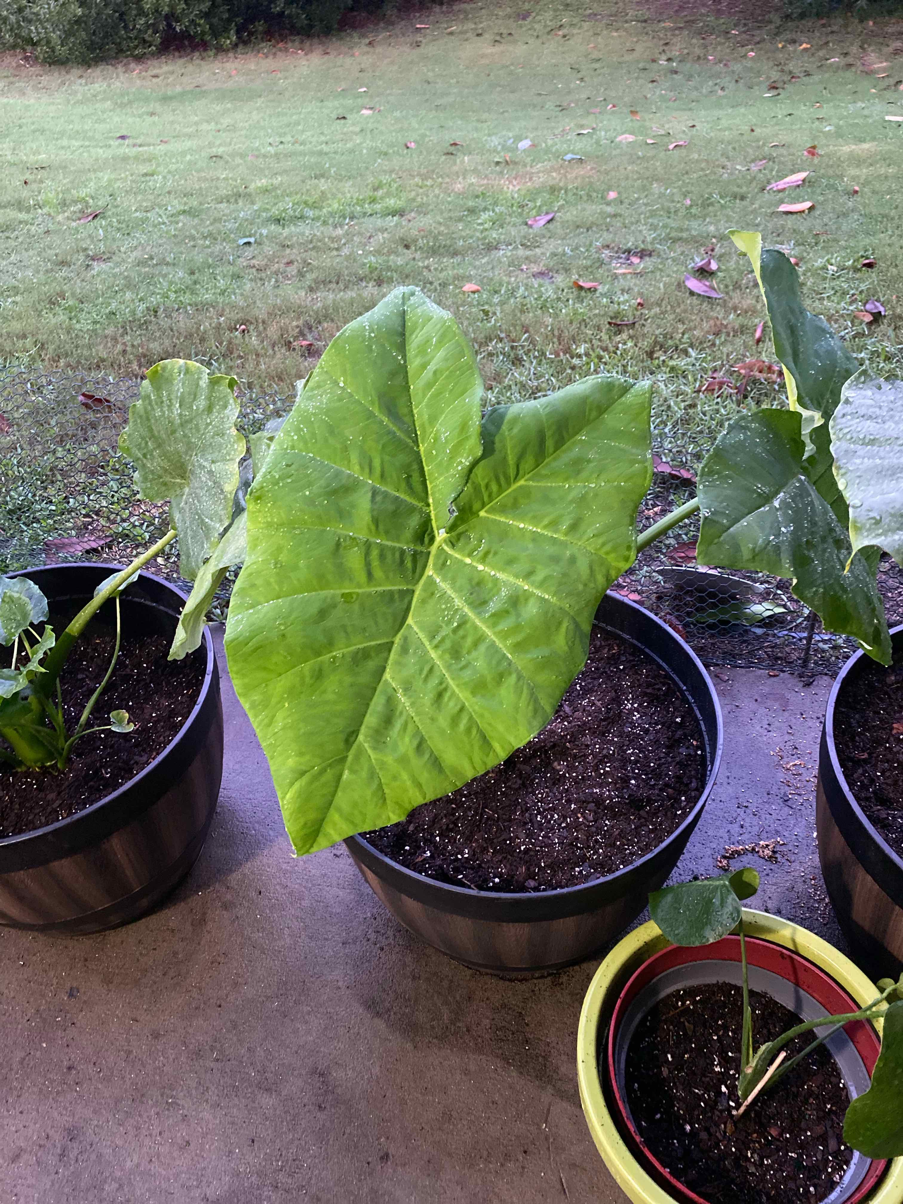 Potted Arrowleaf Elephant Ear plant with large, healthy leaves.