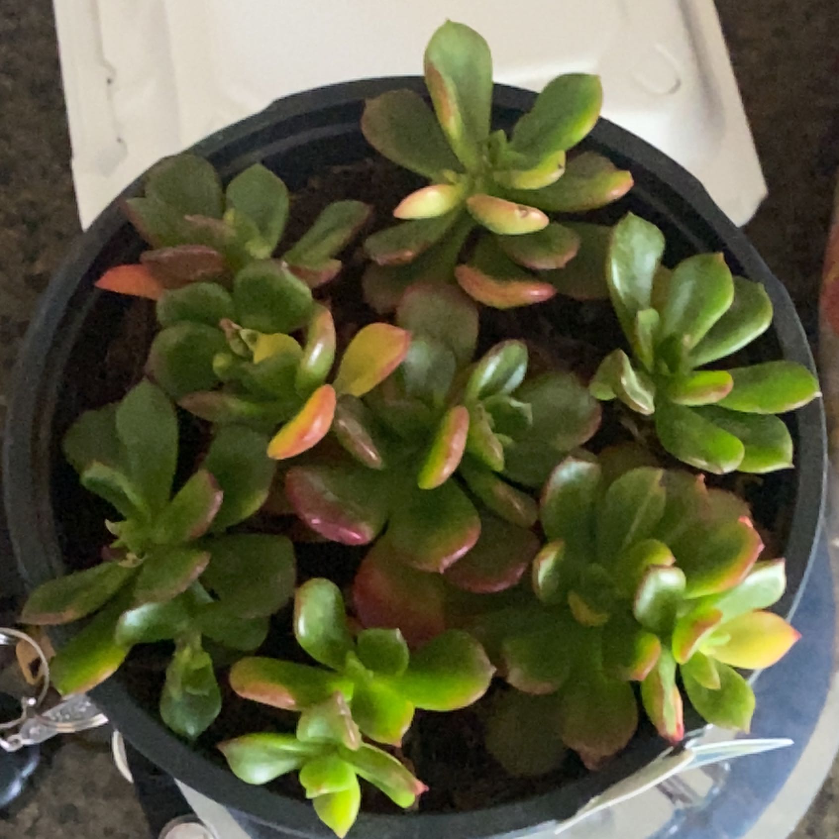 Photo of the plant species Copper Rose by @PiousCrabapple named Aria on Greg, the plant care app