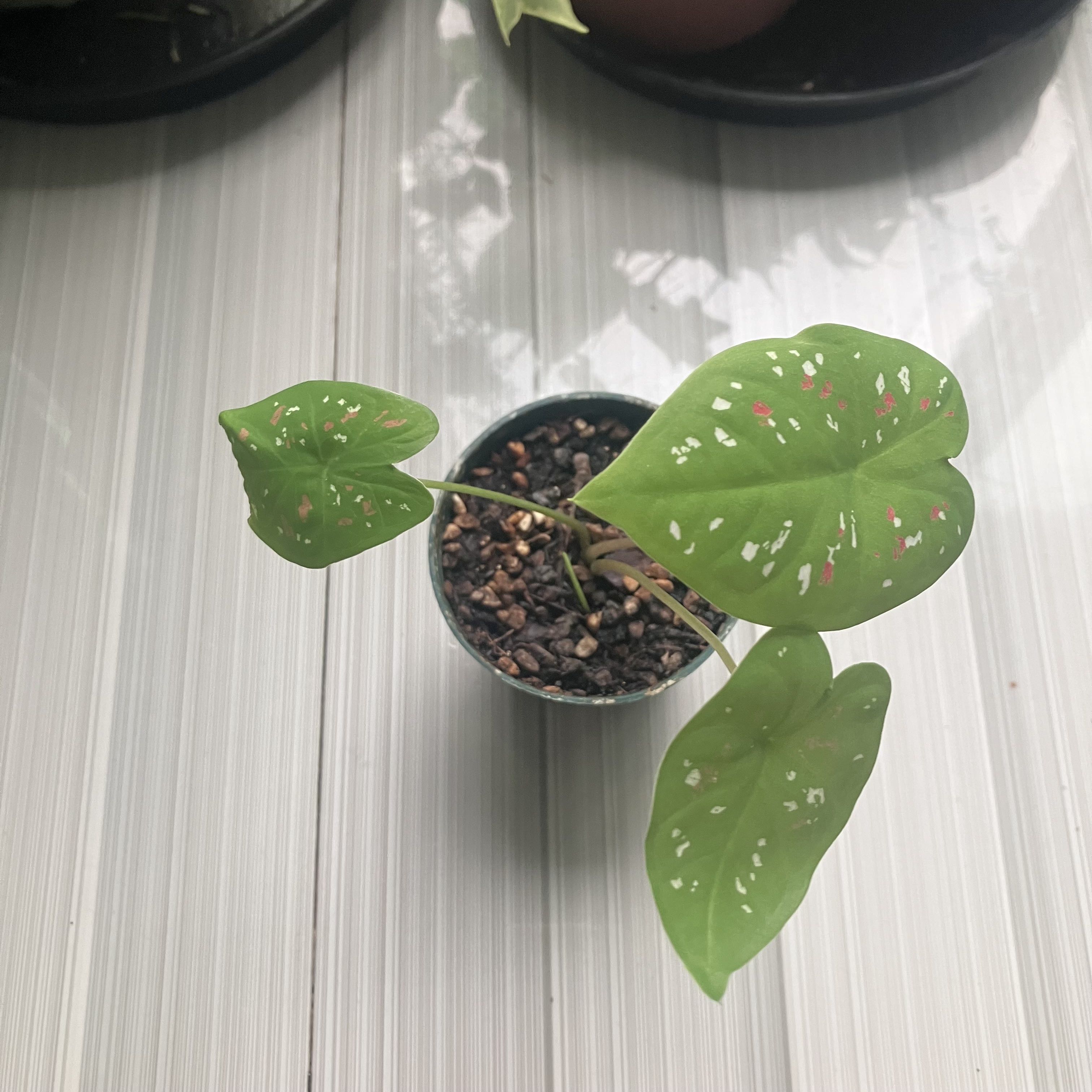 Photo of the plant species Caladium bicolor 'Freckles' by @MarkedPrasium named Bé Điệu on Greg, the plant care app