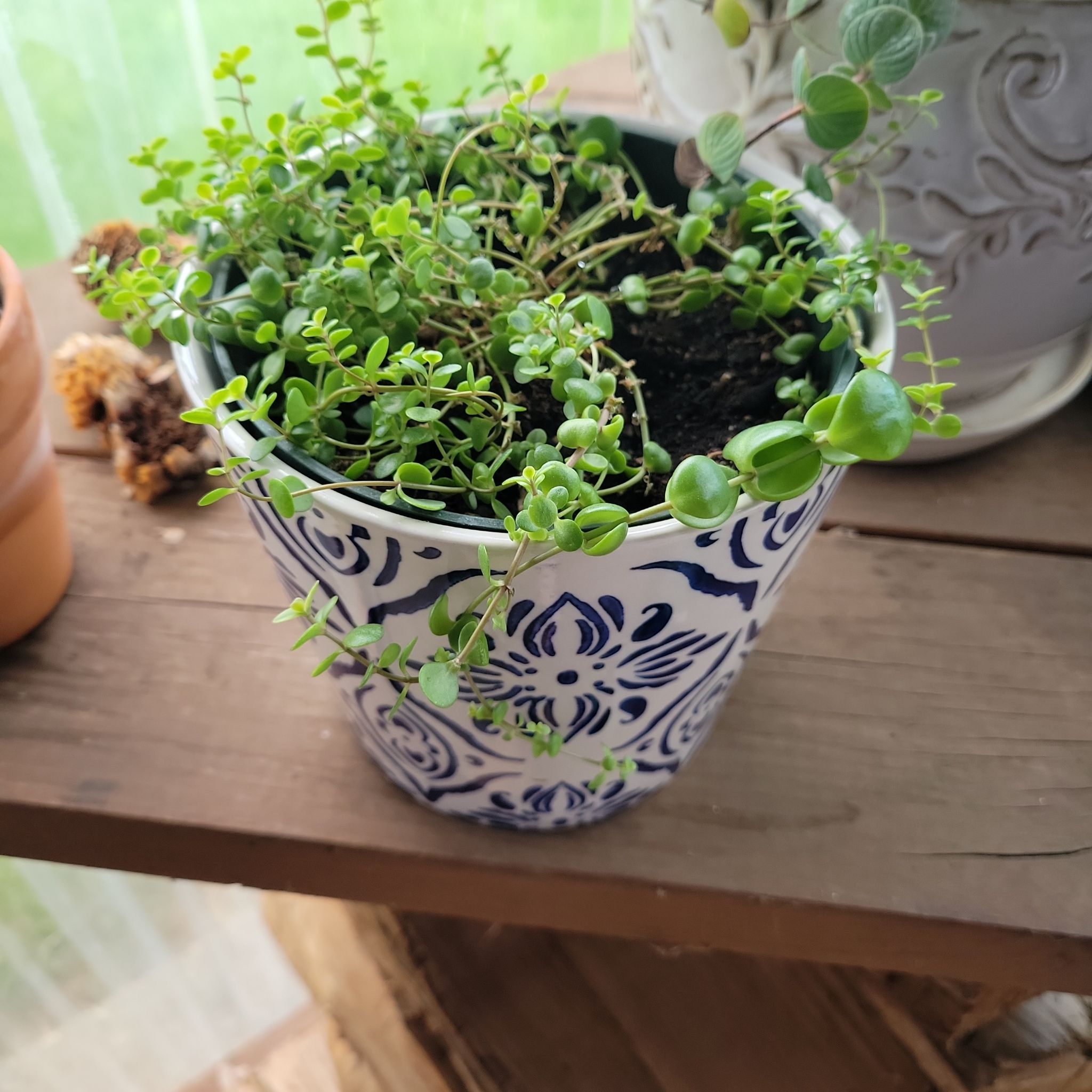 Photo of the plant species Japanese Stonecrop by @GoodPickleplant named da Vinci on Greg, the plant care app