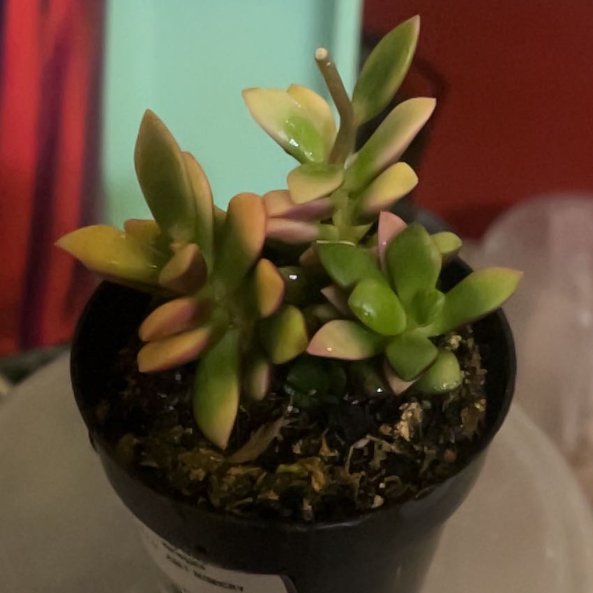 Photo of the plant species Sunrise by @StoutGoldwire named Lola on Greg, the plant care app