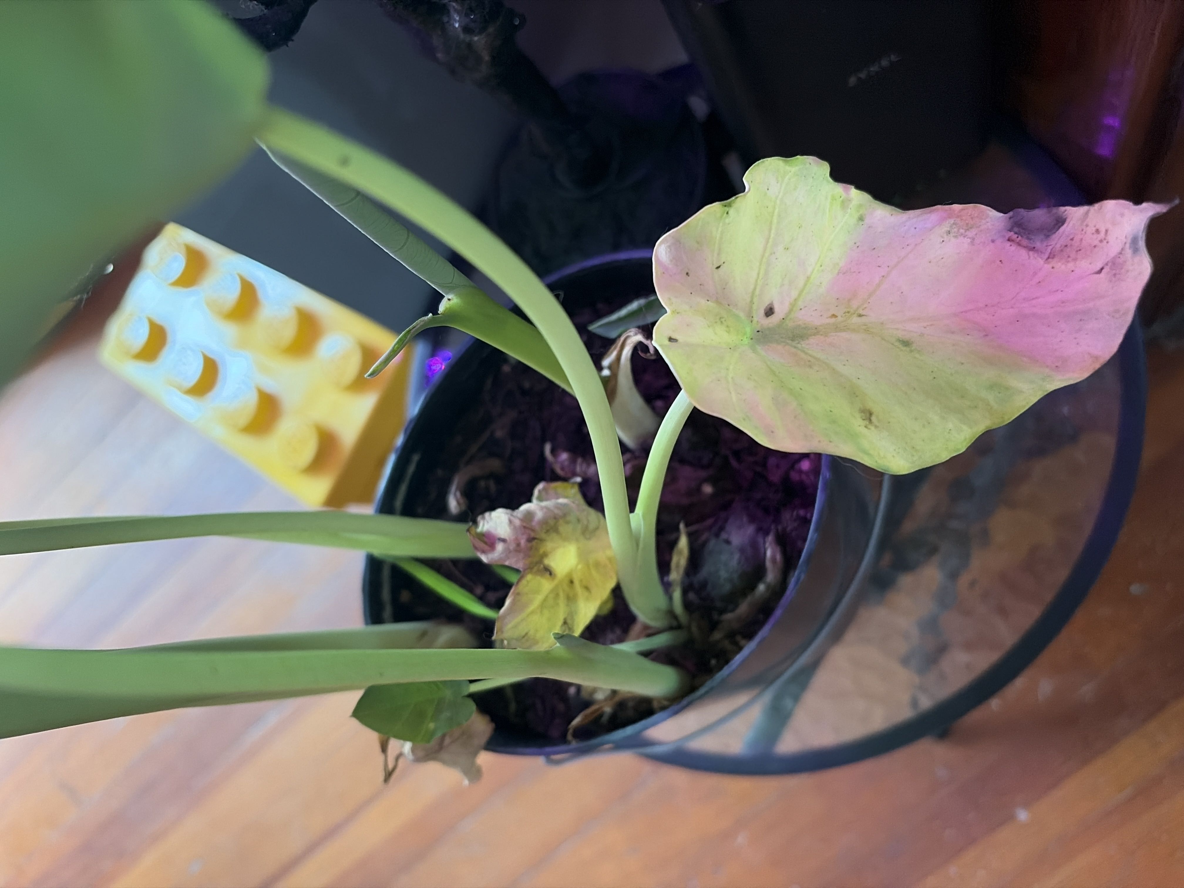 Photo from the post