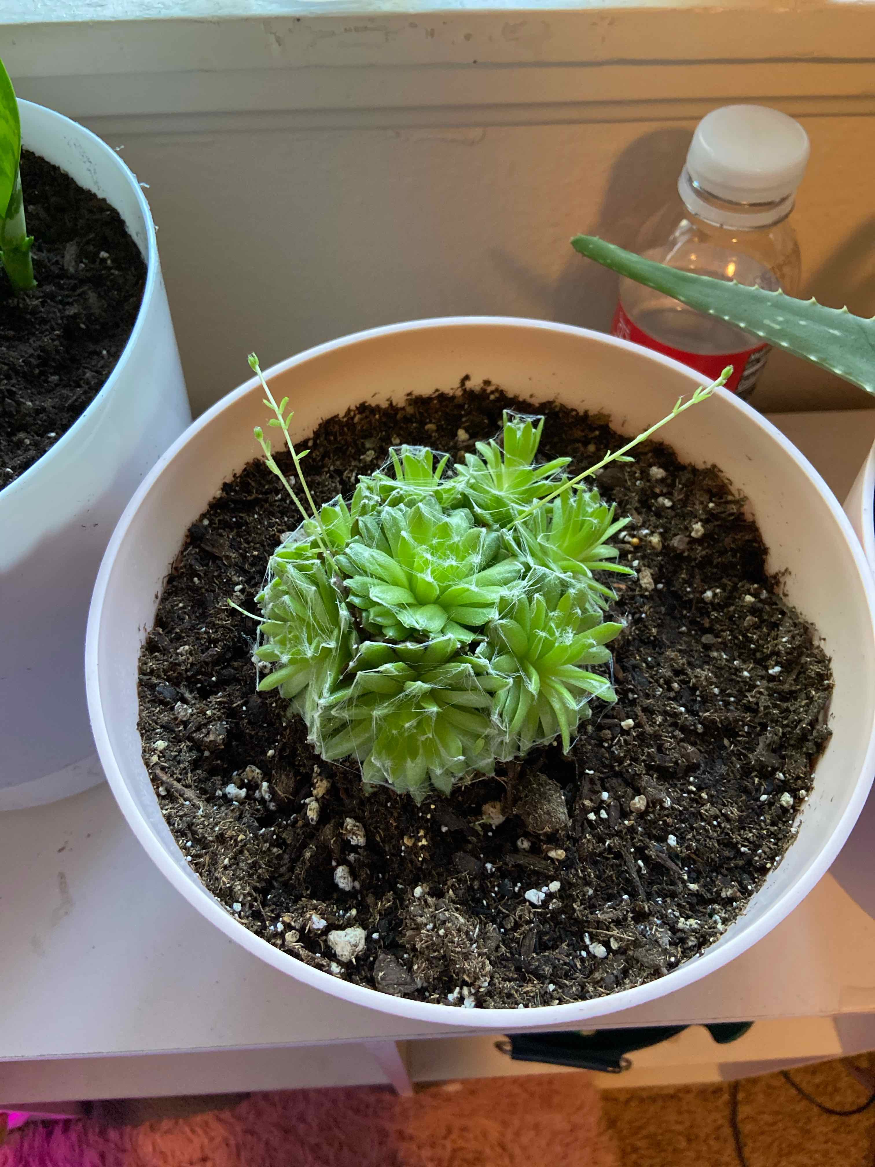 Cobweb Hens and Chicks plant in a white pot with visible soil, appears healthy.