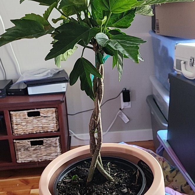 Photo of the plant species Hibiscus by @BrainyChisme named Hemingway on Greg, the plant care app