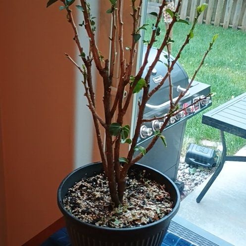 Photo of the plant species Hibiscus by @BrainyChisme named Marilyn on Greg, the plant care app