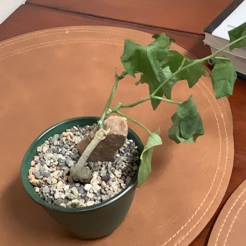 Photo of the plant species Bigfoot Yam by @TubularChayote named Elina on Greg, the plant care app