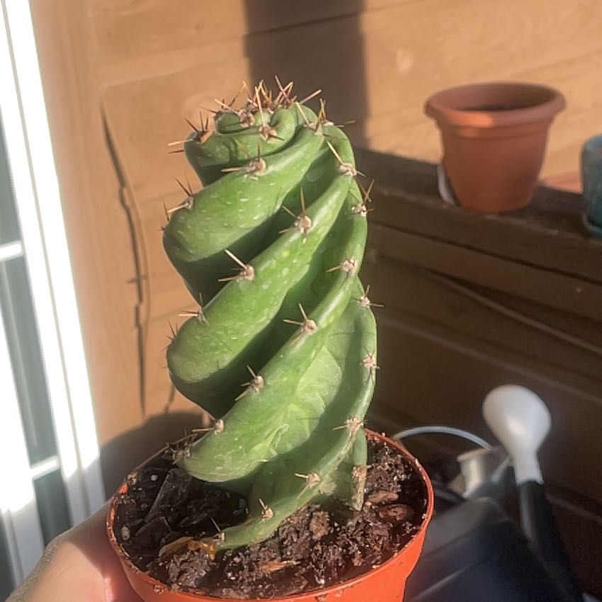 Spiral Cactus in a small pot with visible soil, well-framed and in focus.