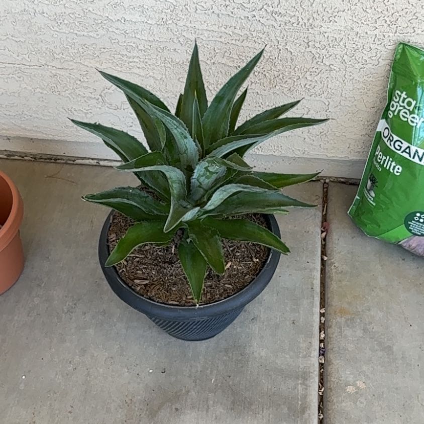 Photo of the plant species Dwarf Agave by @GivingBaytree named Naomi on Greg, the plant care app