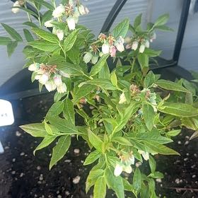 Photo of the plant species Top Hat Blueberry by @BigSmallonion named Figyonce on Greg, the plant care app