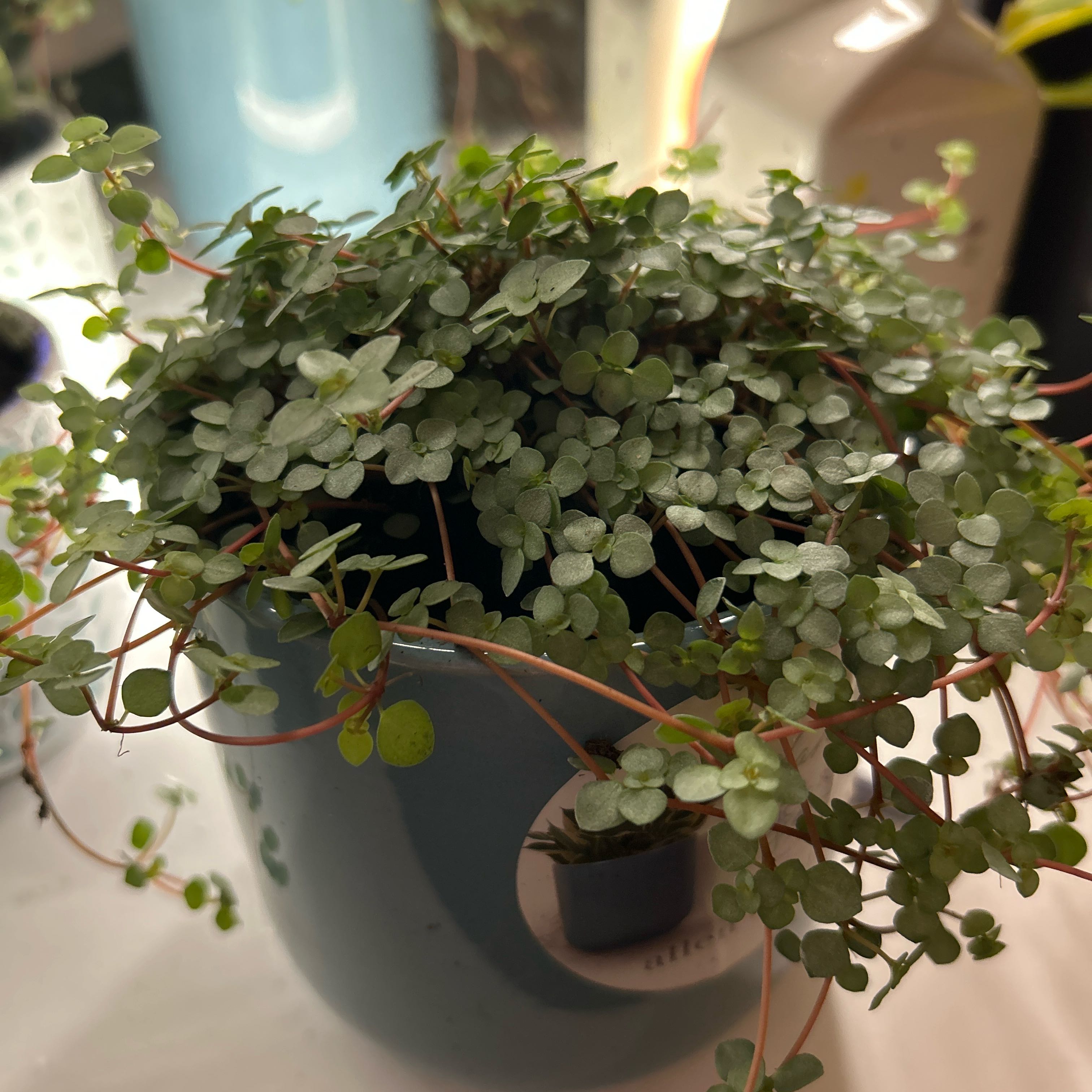 Healthy Silver Spa plant with small, round leaves in a pot.