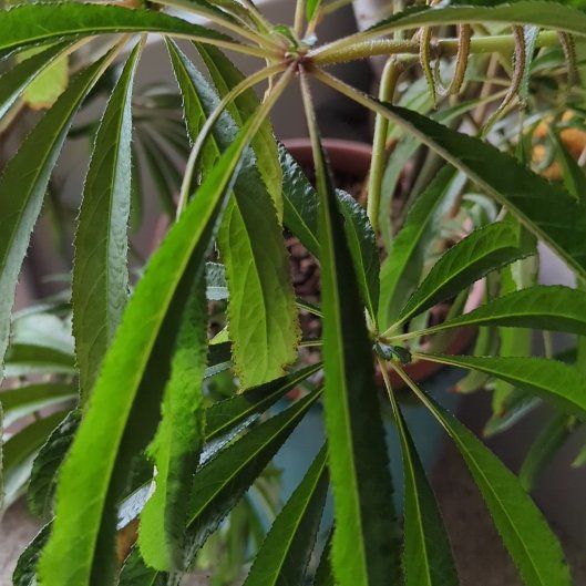Photo of the plant species Palm Leaf Begonia by @VipGollumjade named Bodhi on Greg, the plant care app