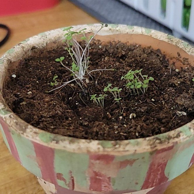 Photo of the plant species Dwarf catnip by @VipAgavenova named Zion on Greg, the plant care app