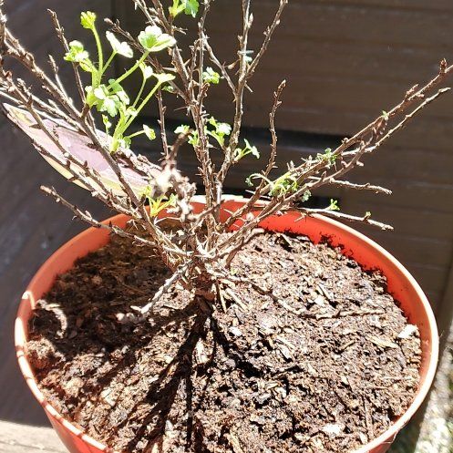 Photo of the plant species Gooseberry by @MonsieurMonty named Ducky on Greg, the plant care app