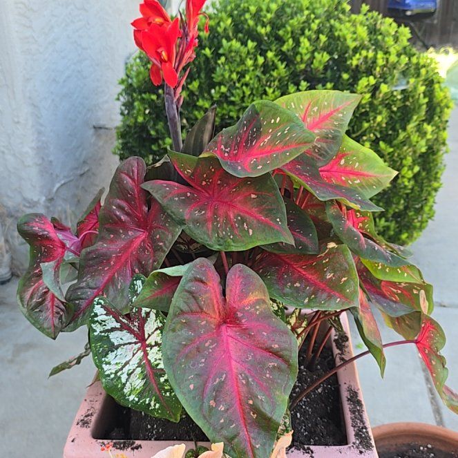 Photo of the plant species Double Apricot Hibiscus by @ProperCoriander named Sahara on Greg, the plant care app