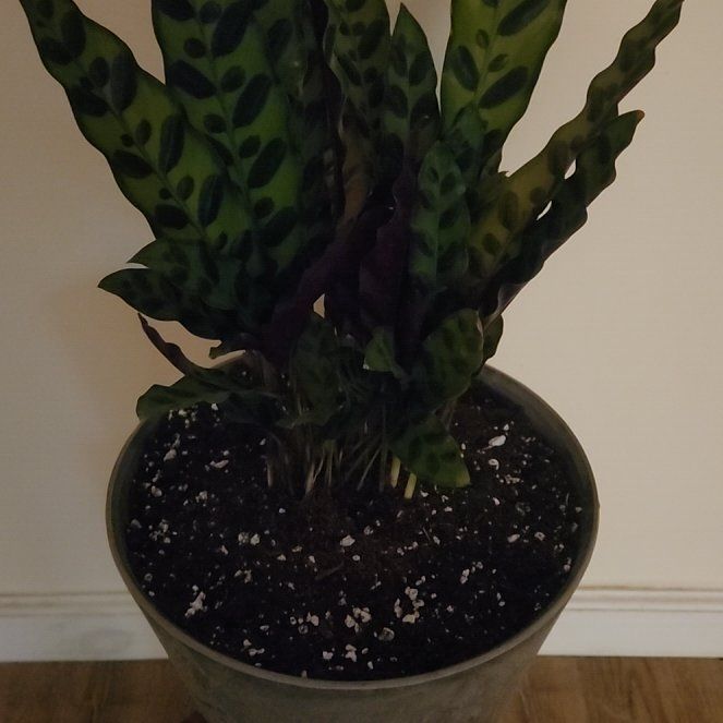 Calathea