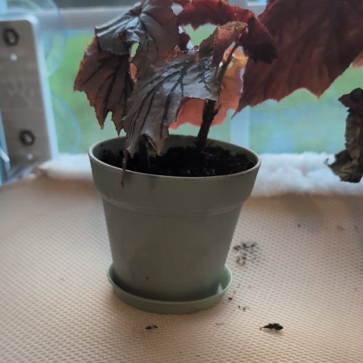 Photo of the plant species Looking Glass Cane Begonia by @JessLittle named Spike Leaves on Greg, the plant care app