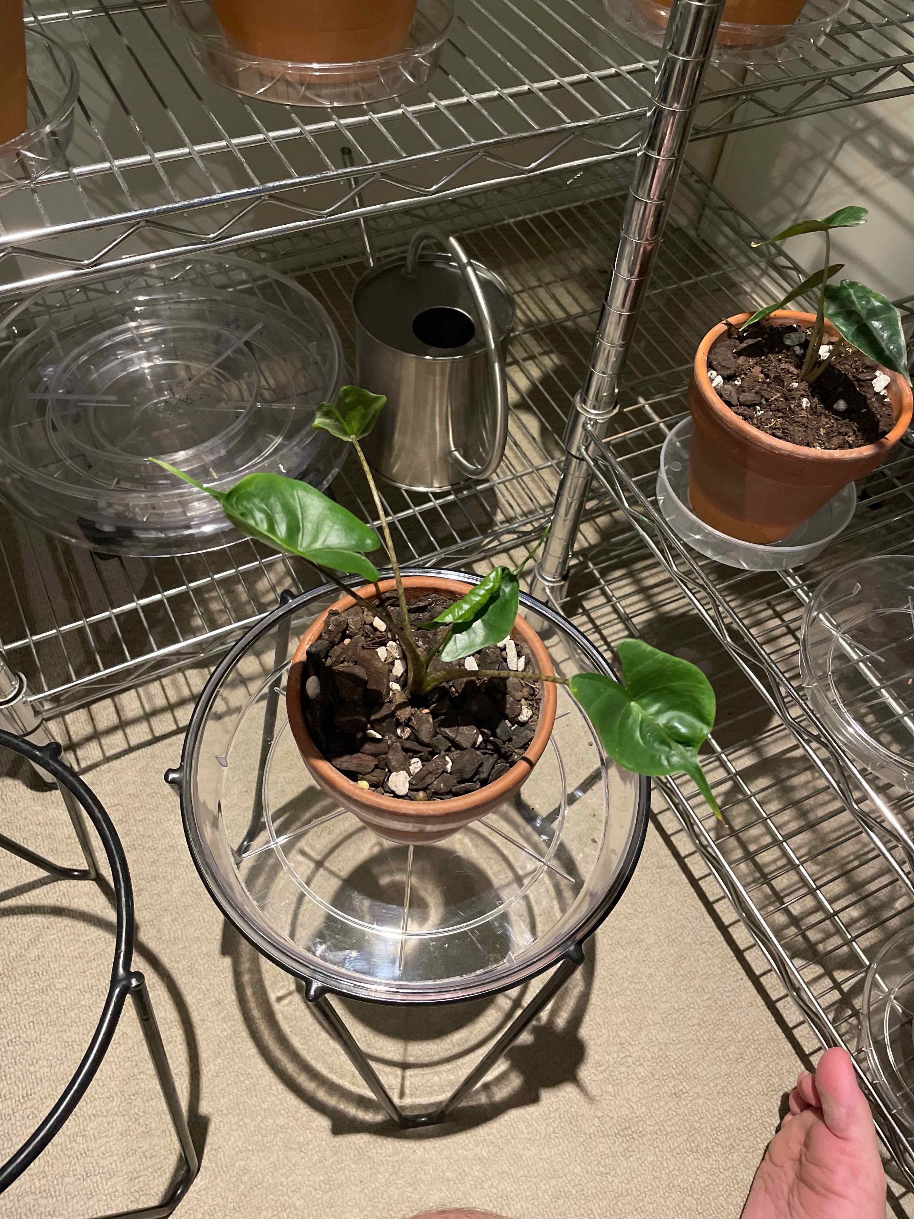 Stingray Elephant Ear plant in a pot on a metal shelf with other plants and gardening tools.