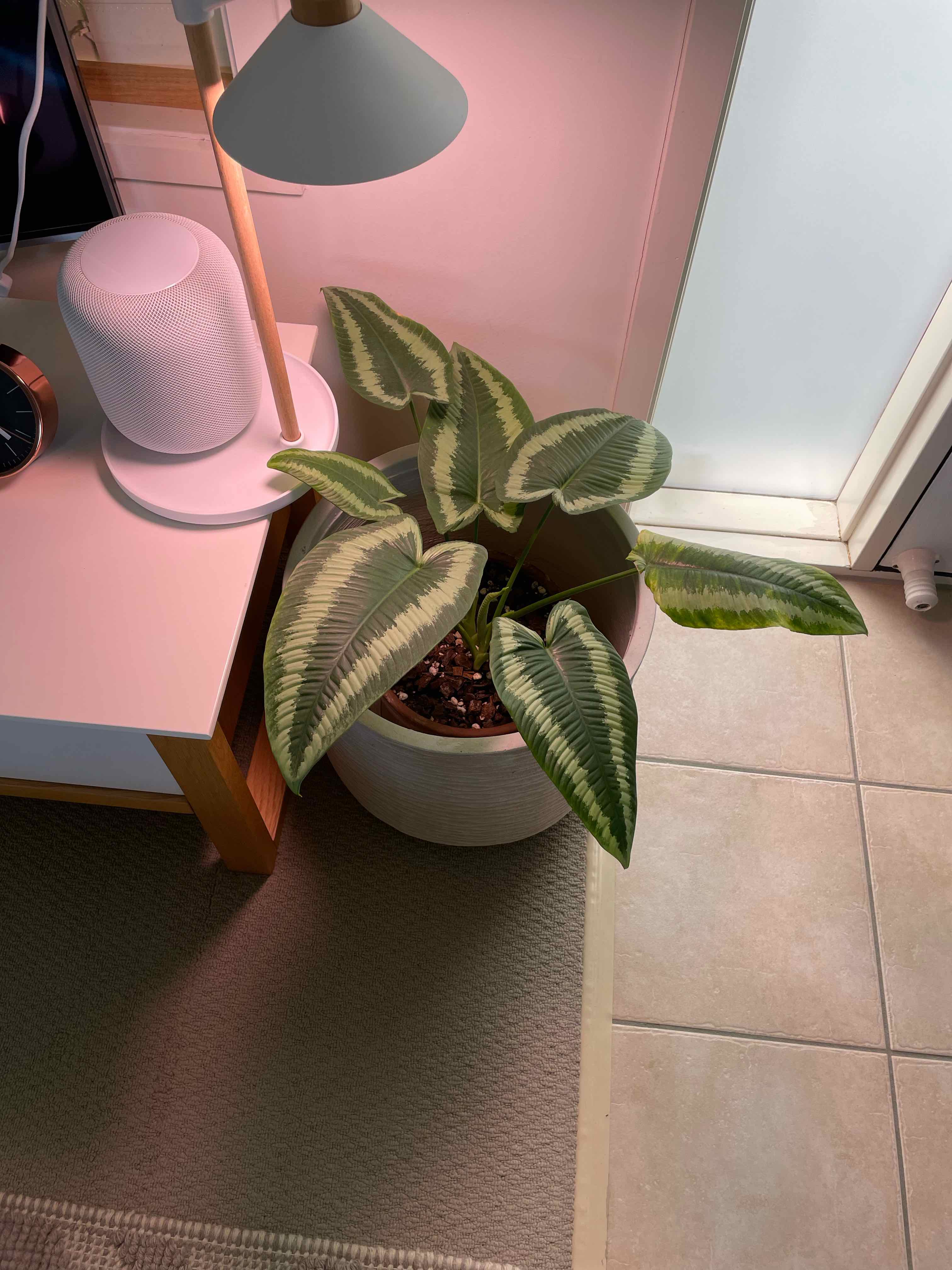 Indoor potted Schismatoglottis wallichii with variegated leaves next to a lamp.