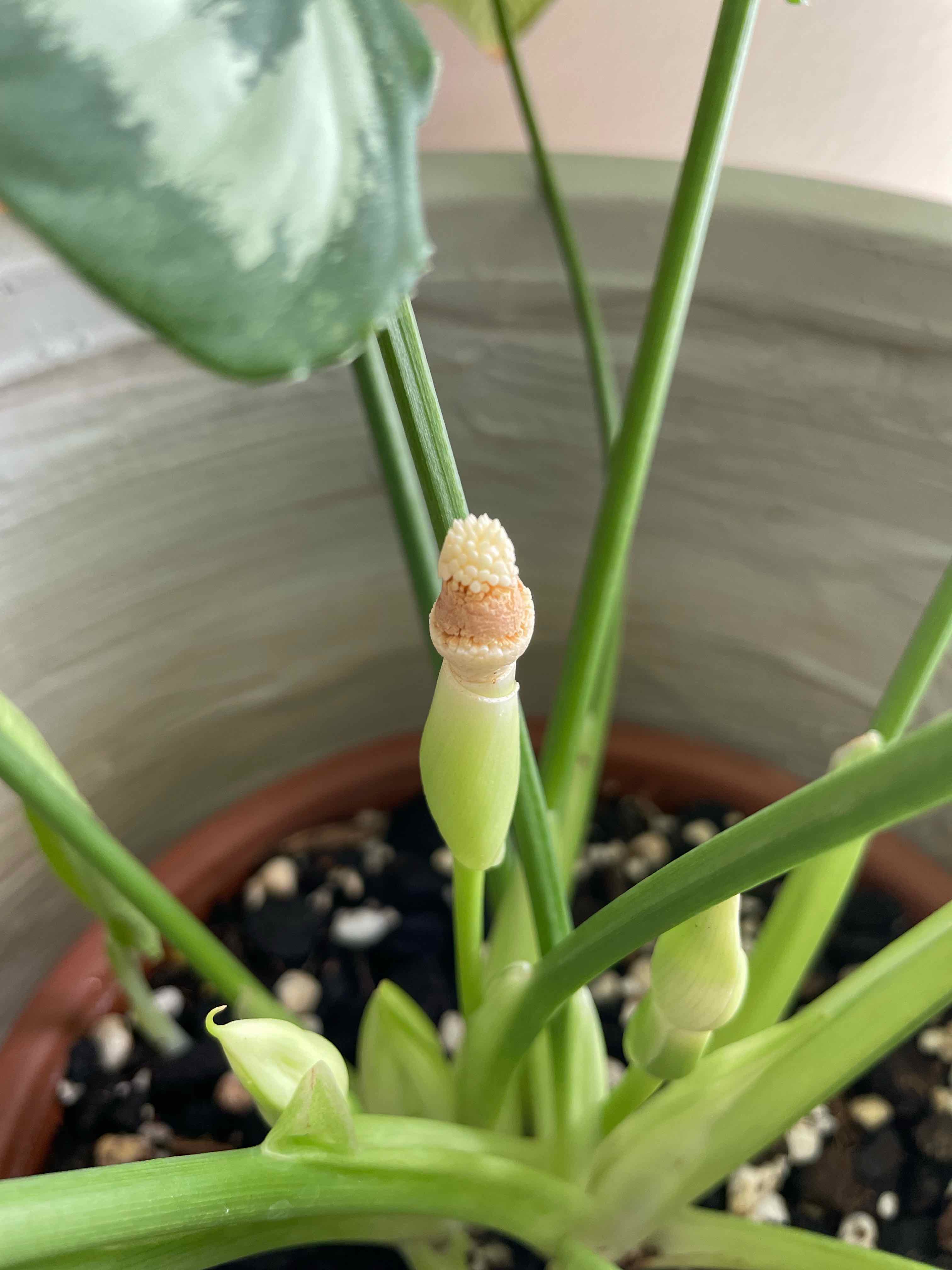 Schismatoglottis wallichii plant in a pot with visible soil, healthy and well-framed.
