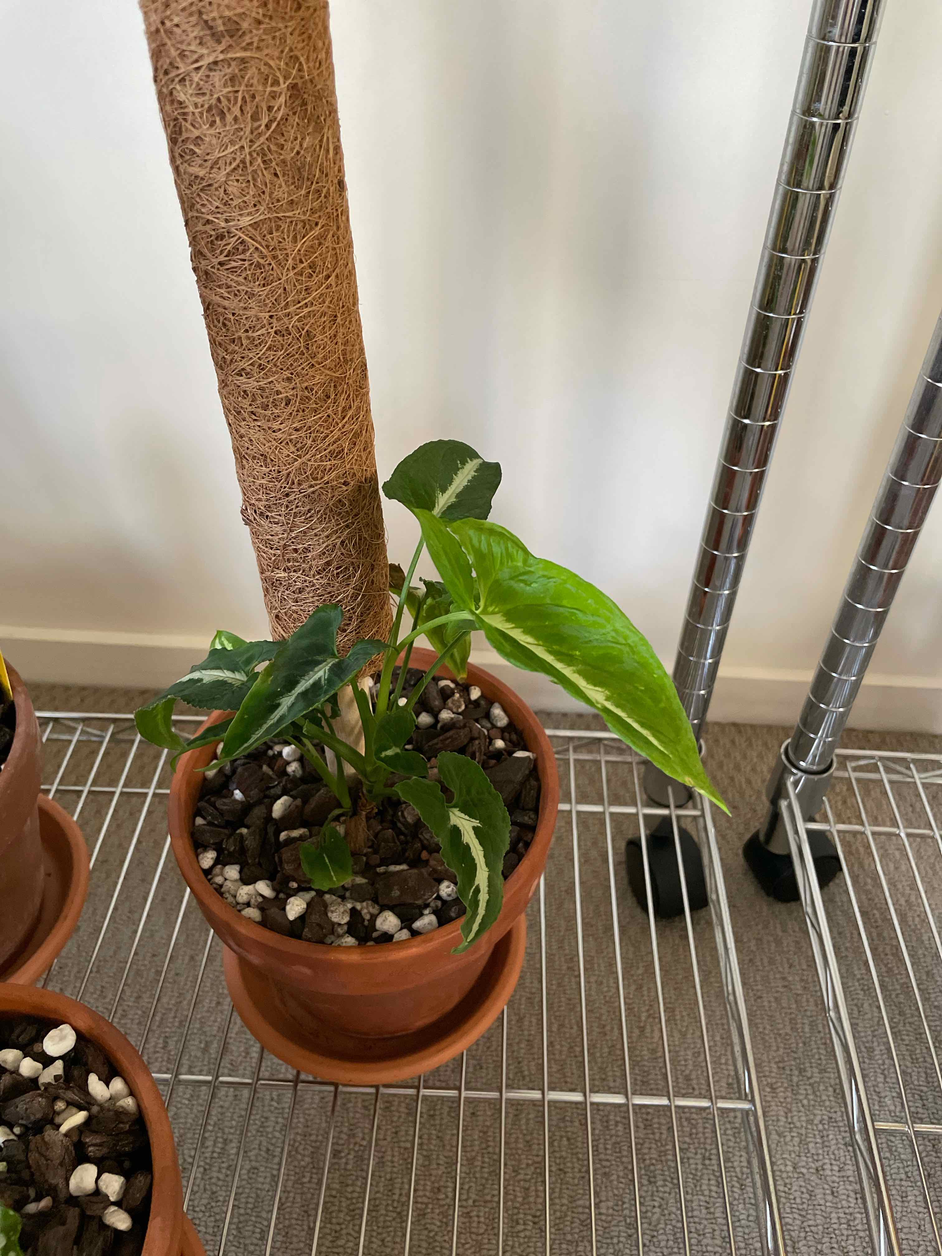 Potted Syngonium wendlandii plant on a metal rack with visible soil.