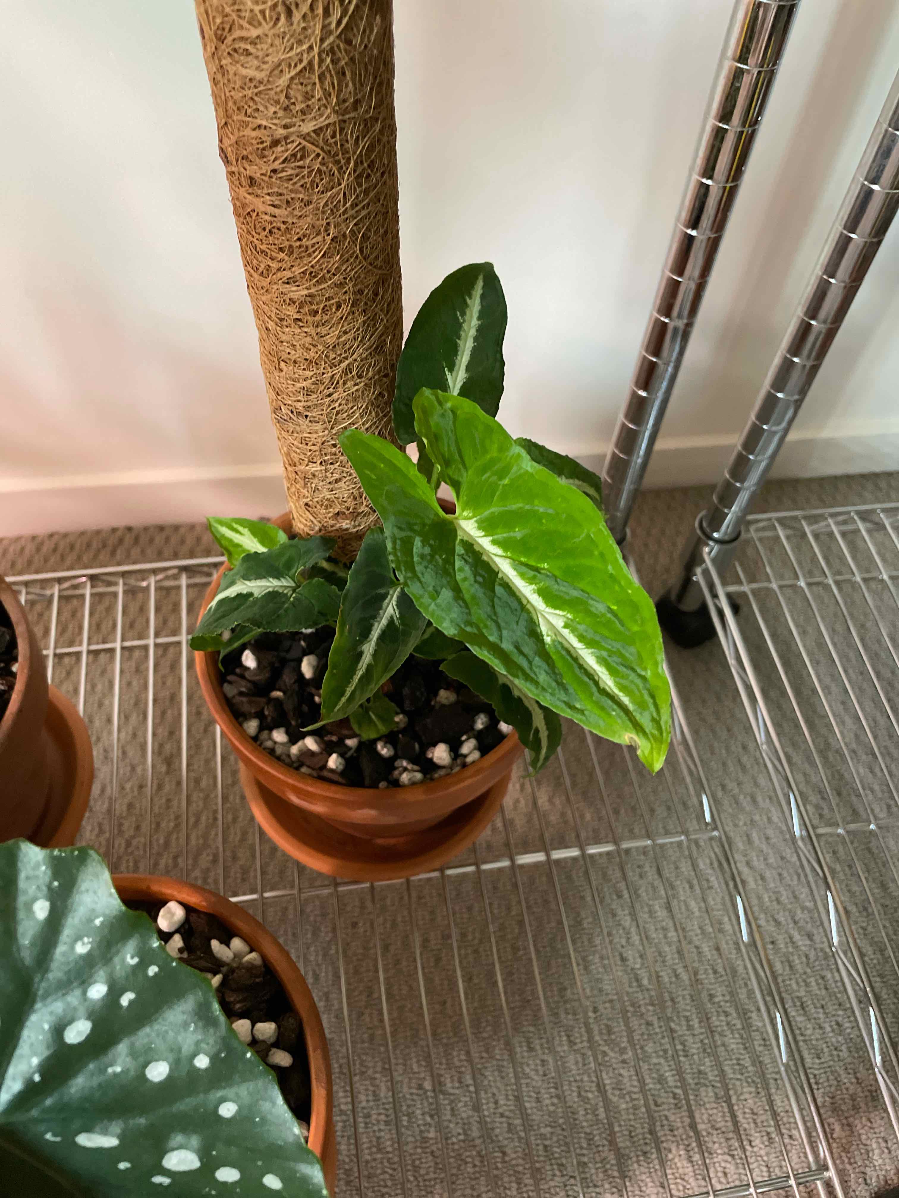 Syngonium wendlandii plant in a small pot with healthy green leaves and visible soil.