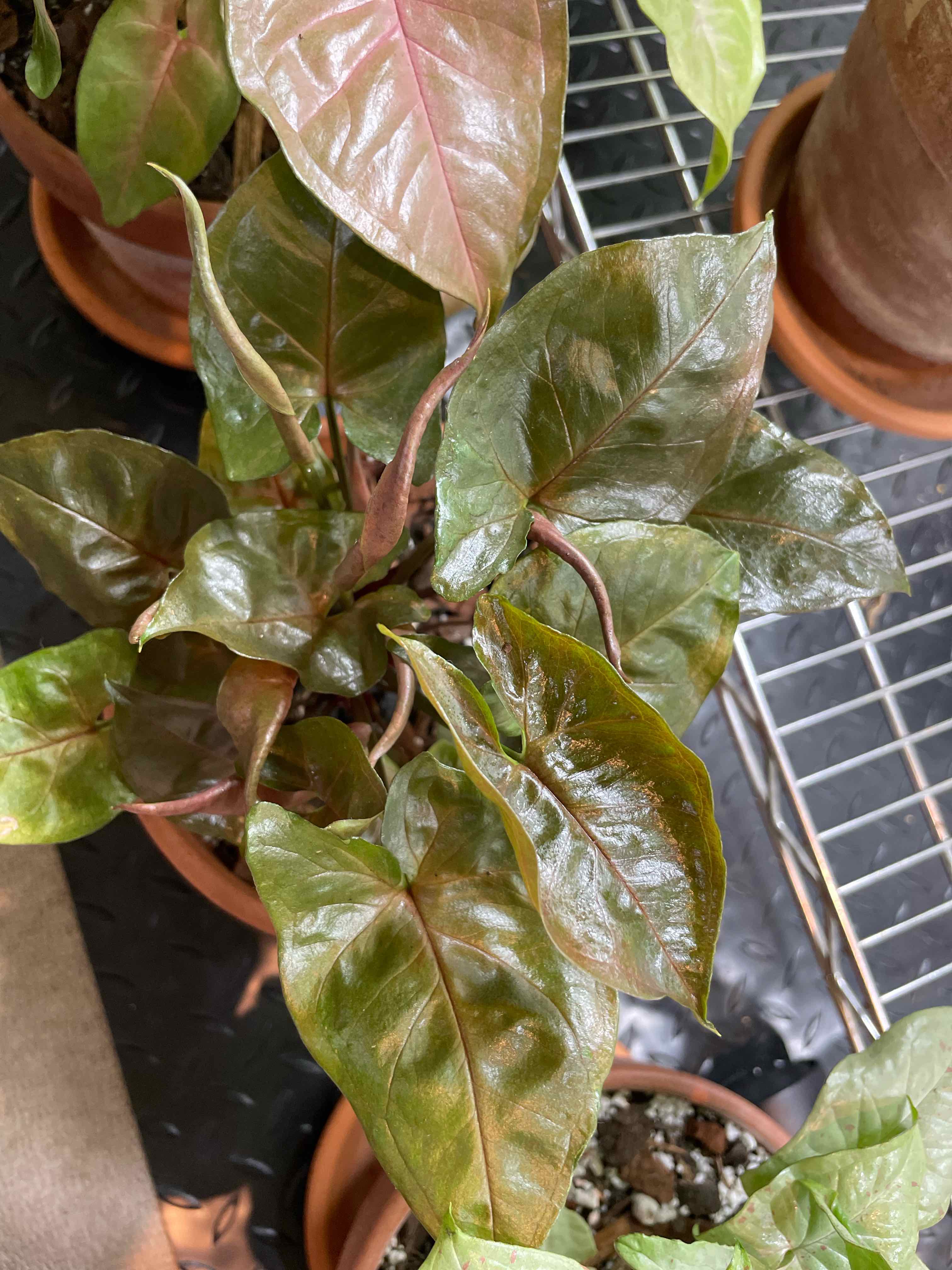 Syngonium 'Maria Allusion' plant with healthy, glossy leaves in a pot.
