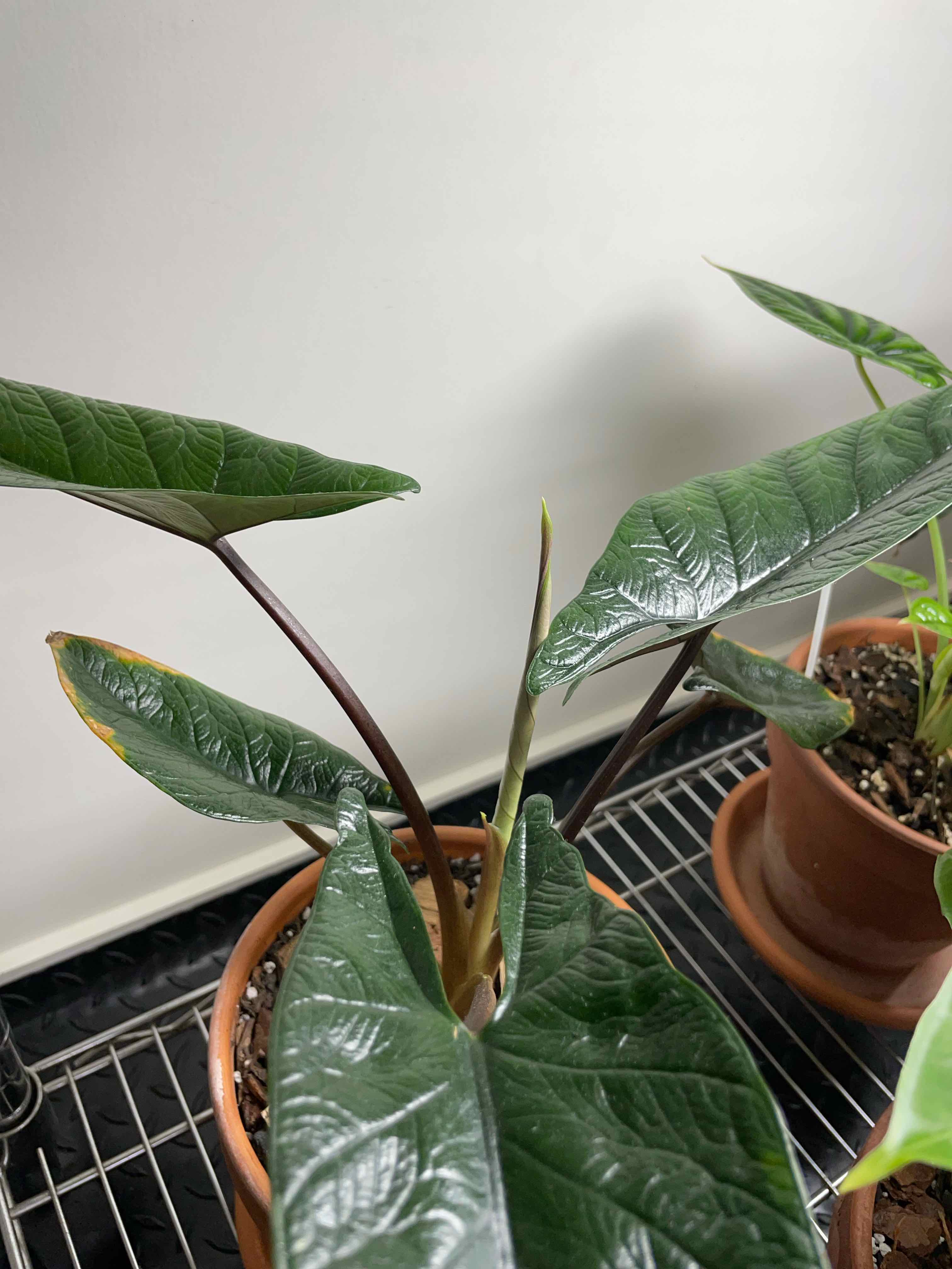 Potted Alocasia Scalprum plant with dark green leaves, slight yellowing on one leaf edge, indoors on a metal rack.