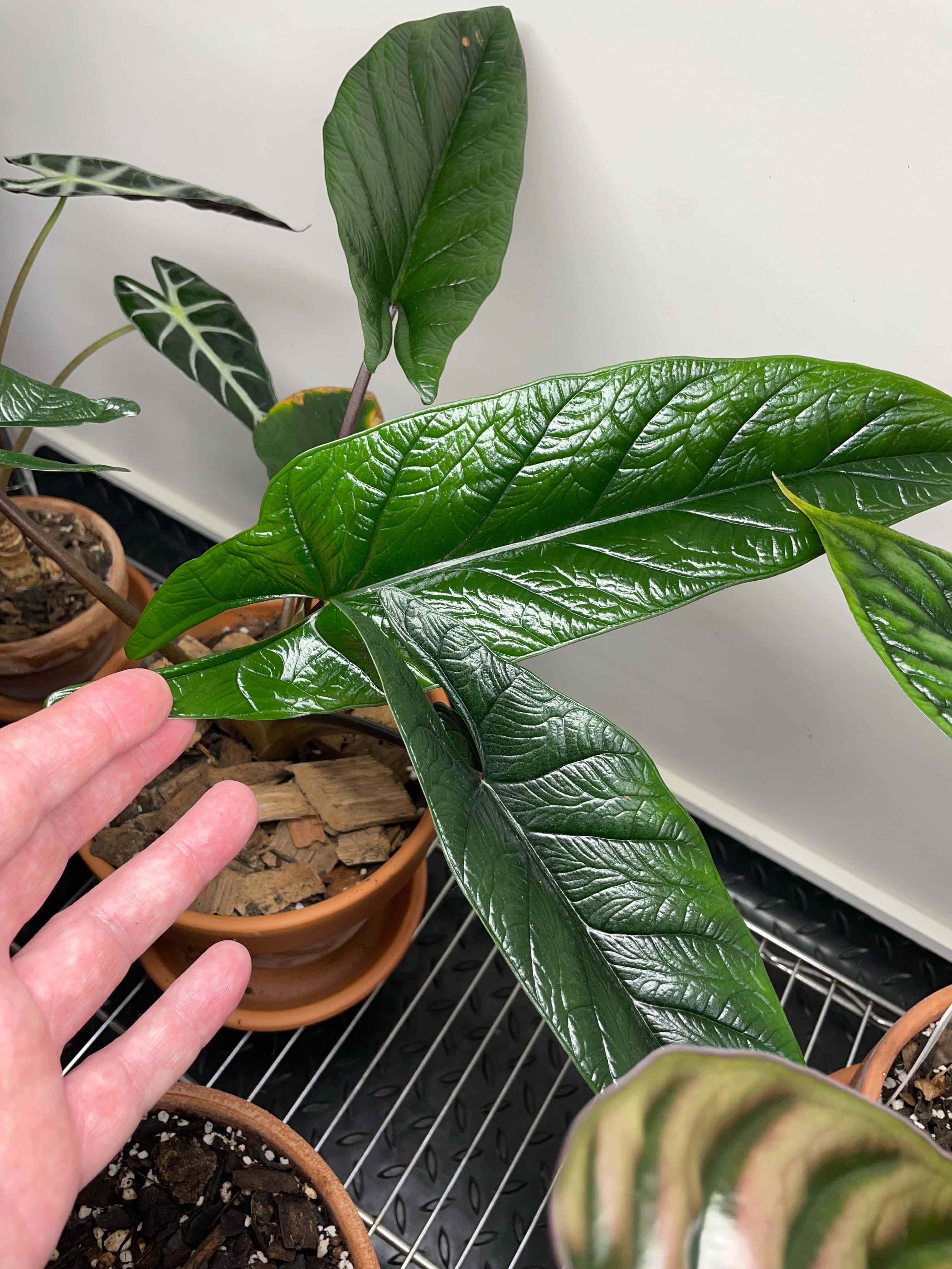 Healthy Alocasia Scalprum plant with glossy green leaves. Hand pointing towards the leaves.