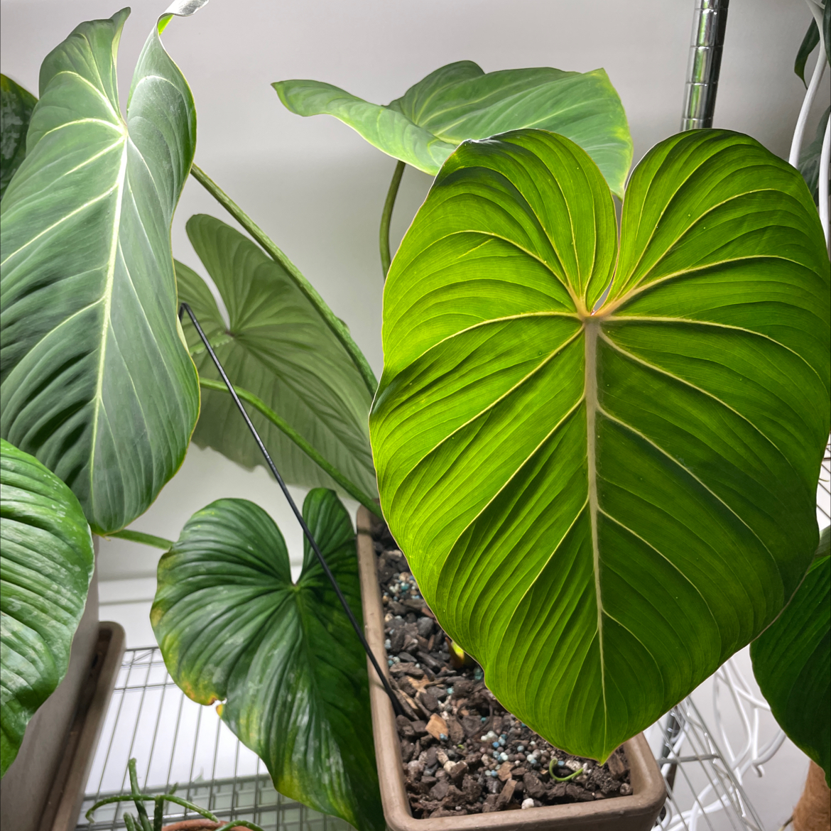 Philodendron gloriosum plant with large, healthy green leaves in a pot.