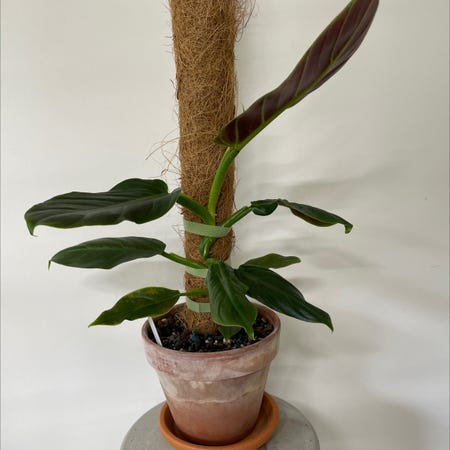 Photo of the plant species Philodendron subhastatum by @Gordo named 🪴Philodendron subhastatum on Greg, the plant care app