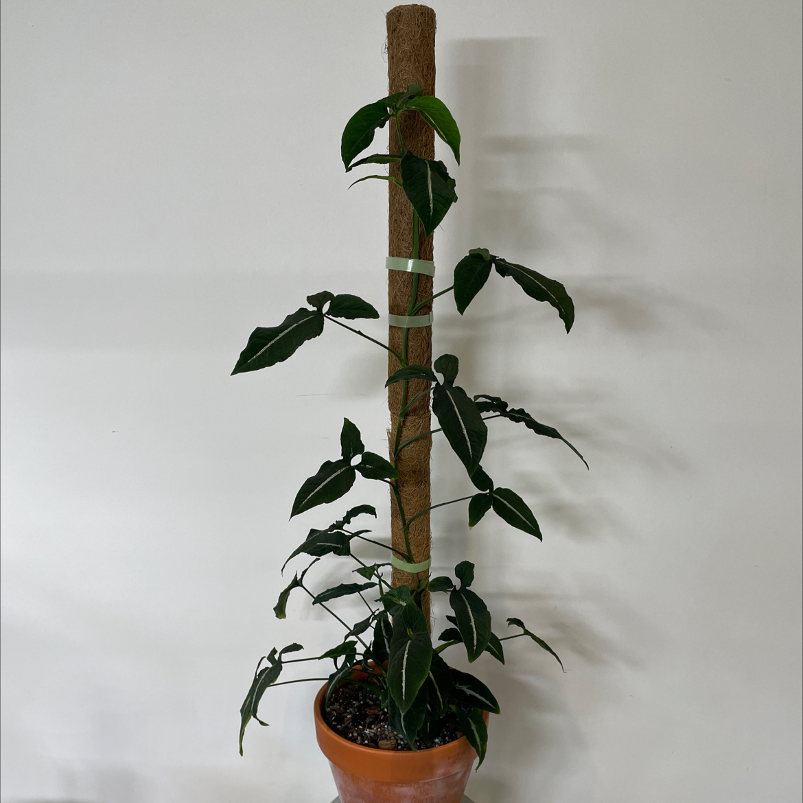 Syngonium wendlandii plant supported by a vertical stake in a pot.