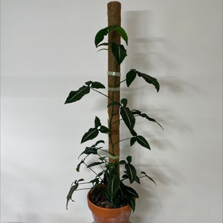 Syngonium wendlandii plant in Brisbane City, Queensland