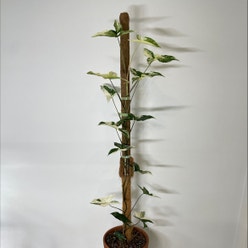Variegated Arrowhead Vine plant
