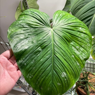 Philodendron 'Silver Cloud' plant in Brisbane City, Queensland