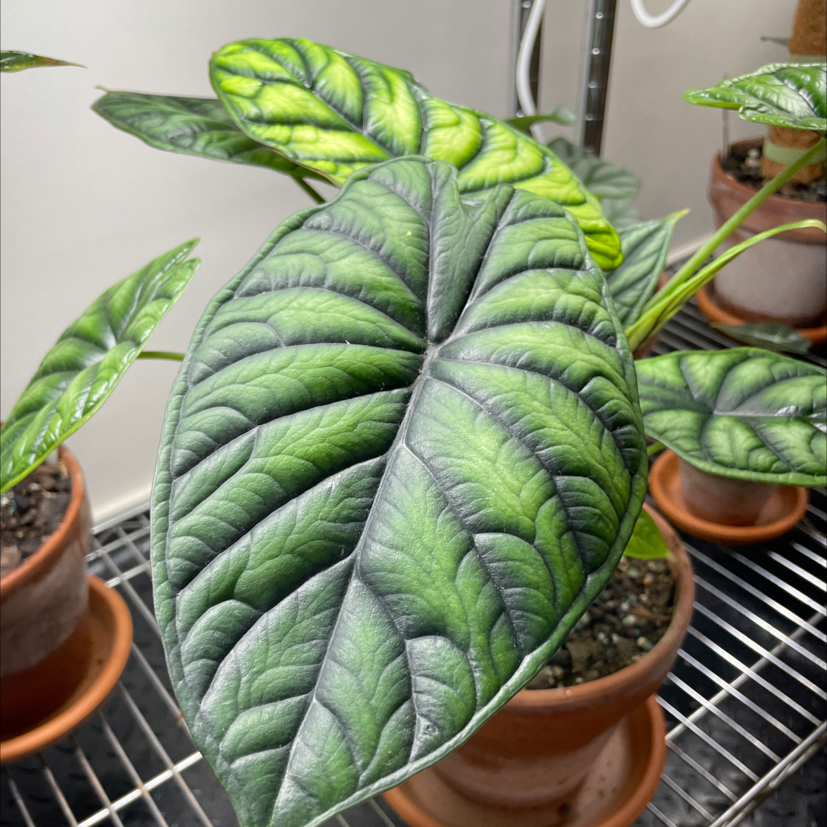 Photo of the plant species Alocasia 'Dragon Scale' by 👻 named Alocasia Dragon Scale on Greg, the plant care app