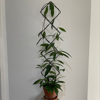 Hoya Pubicalyx plant in Brisbane City, Queensland