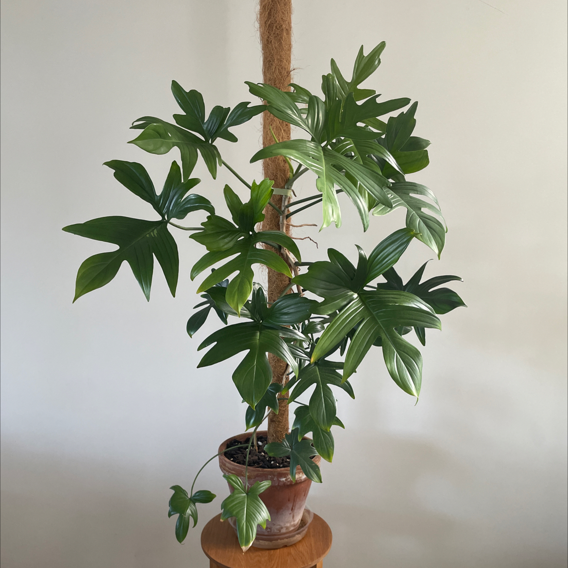 Philodendron Pedatum plant in a pot with a moss pole, healthy green leaves.