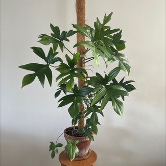 Philodendron Pedatum plant in Brisbane City, Queensland
