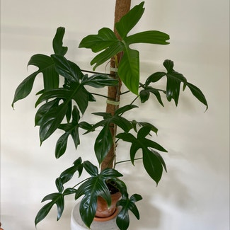Philodendron 'Florida' plant in Brisbane City, Queensland