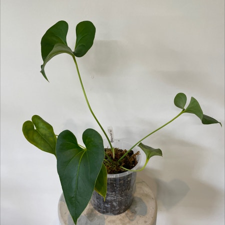 Photo of the plant species brownii by Gordo named Anthurium brownii on Greg, the plant care app