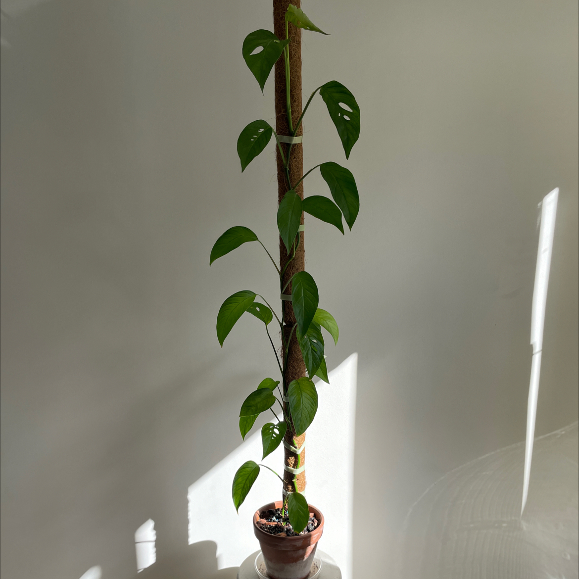 Monstera lechleriana plant in a pot, supported by a stake, with healthy green leaves.