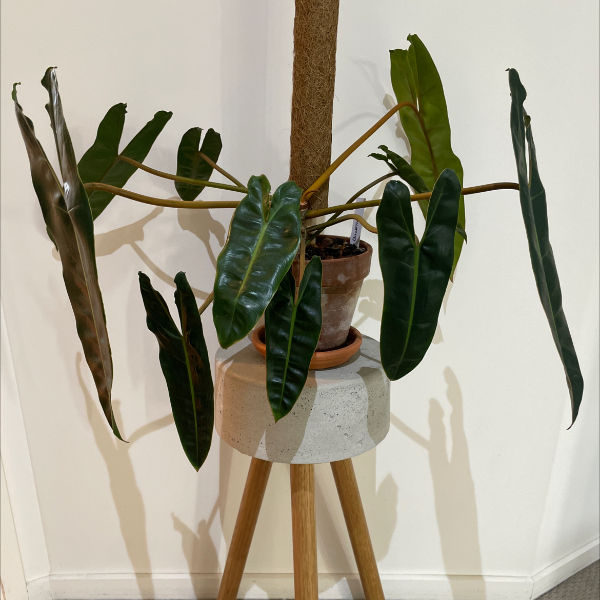 Philodendron billietiae plant with elongated dark green leaves, potted and placed on a stand.