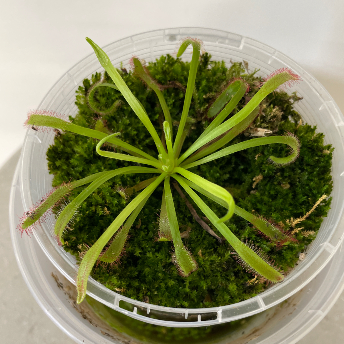 Cape Sundew plant in a clear container with moss, showing healthy green leaves and sticky glandular hairs.