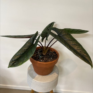 Alocasia Scalprum plant in Brisbane City, Queensland