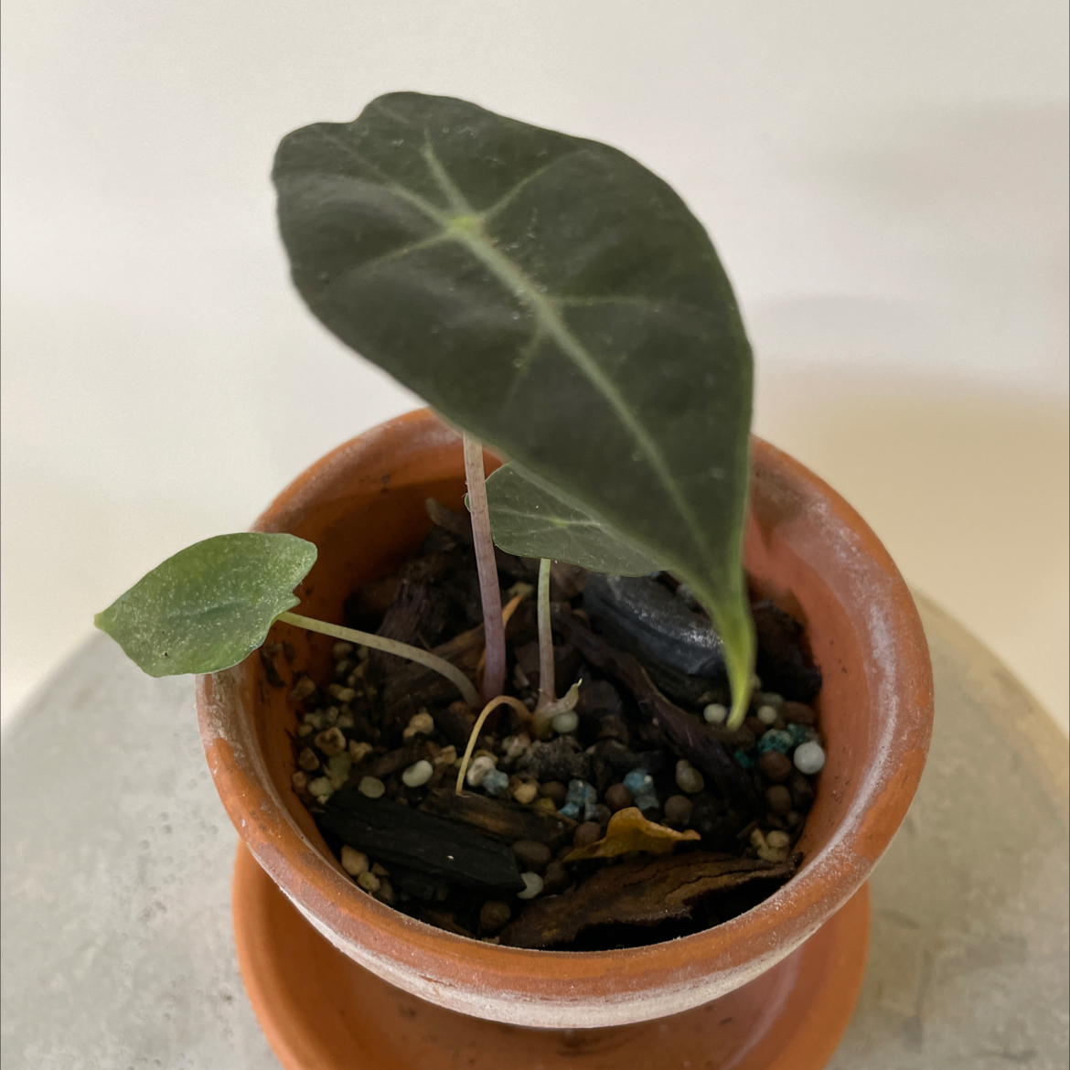 Potted Kris Plant with dark green leaves and visible leaf discoloration.