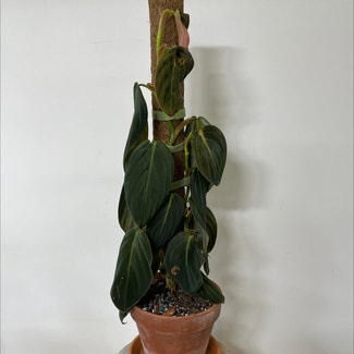 Philodendron gigas plant in Brisbane City, Queensland