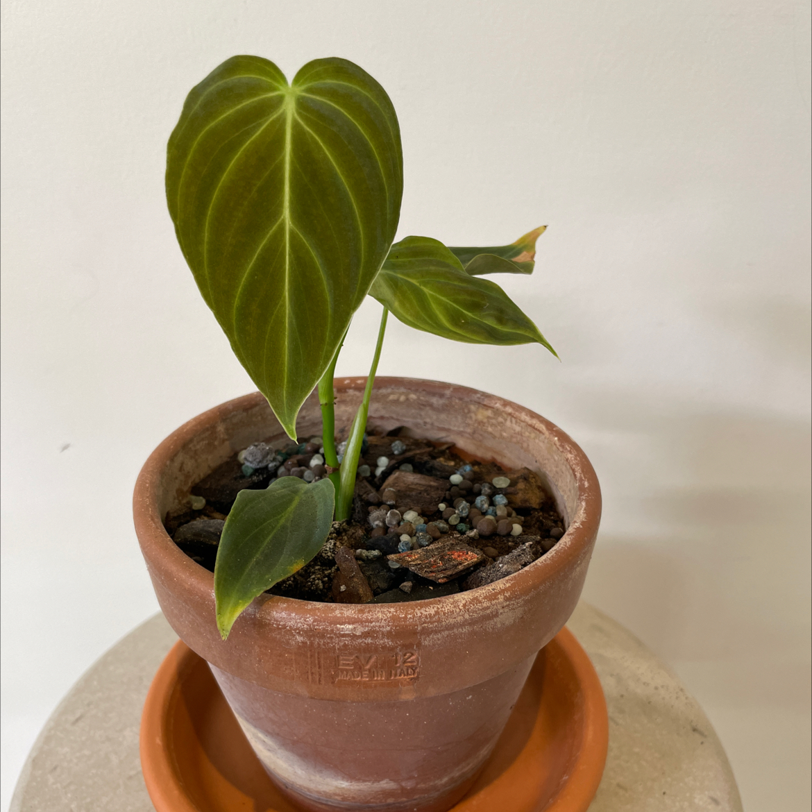 Potted Philodendron melanochrysum x verrucosum plant with healthy green leaves.