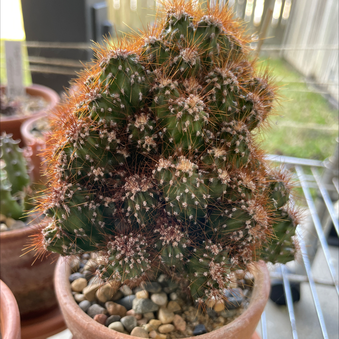 Peruvian Apple Cactus Monstrose in a pot with pebbles, healthy and well-framed.