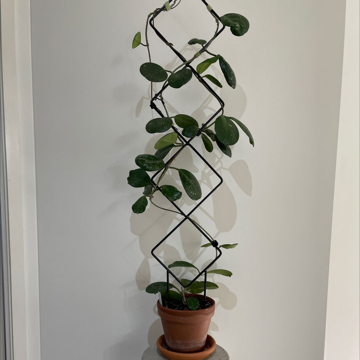 Hoya obovata plant climbing on a trellis in a pot with visible soil.